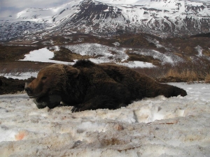 Alaska-100-2008-Rick-M-bear-300x225 