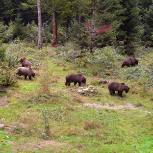 Admiralty-Chichagof-islands-alaska-brown-bear-hunting  