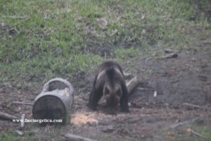 romanian-brown-bear-on-bait-300x200  