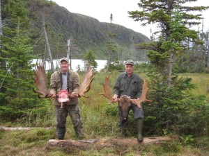 Newfoundland-148-two-2008-moose-300x225 