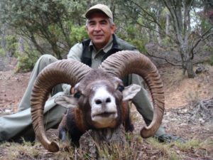 Mouflon-Sheep-19-300x225 