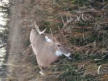 Read more about the article Wyoming Whitetail 10 point 235 lbs- Congrats Ray O.