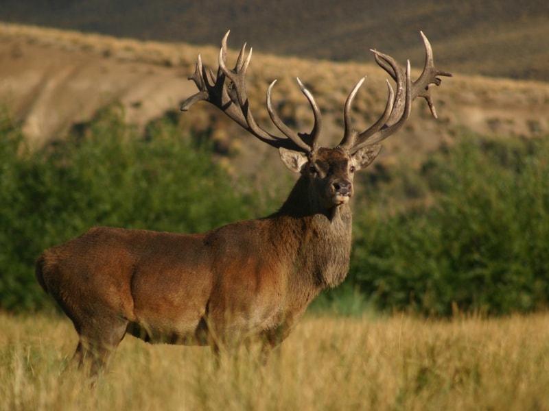 Bull & Elk Hunting Trophy Catalog