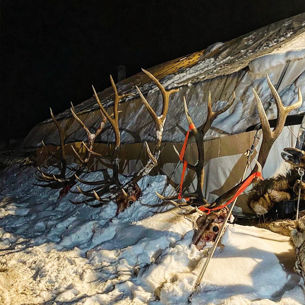 CO #75 - a great week in elk camp 2024 (1)