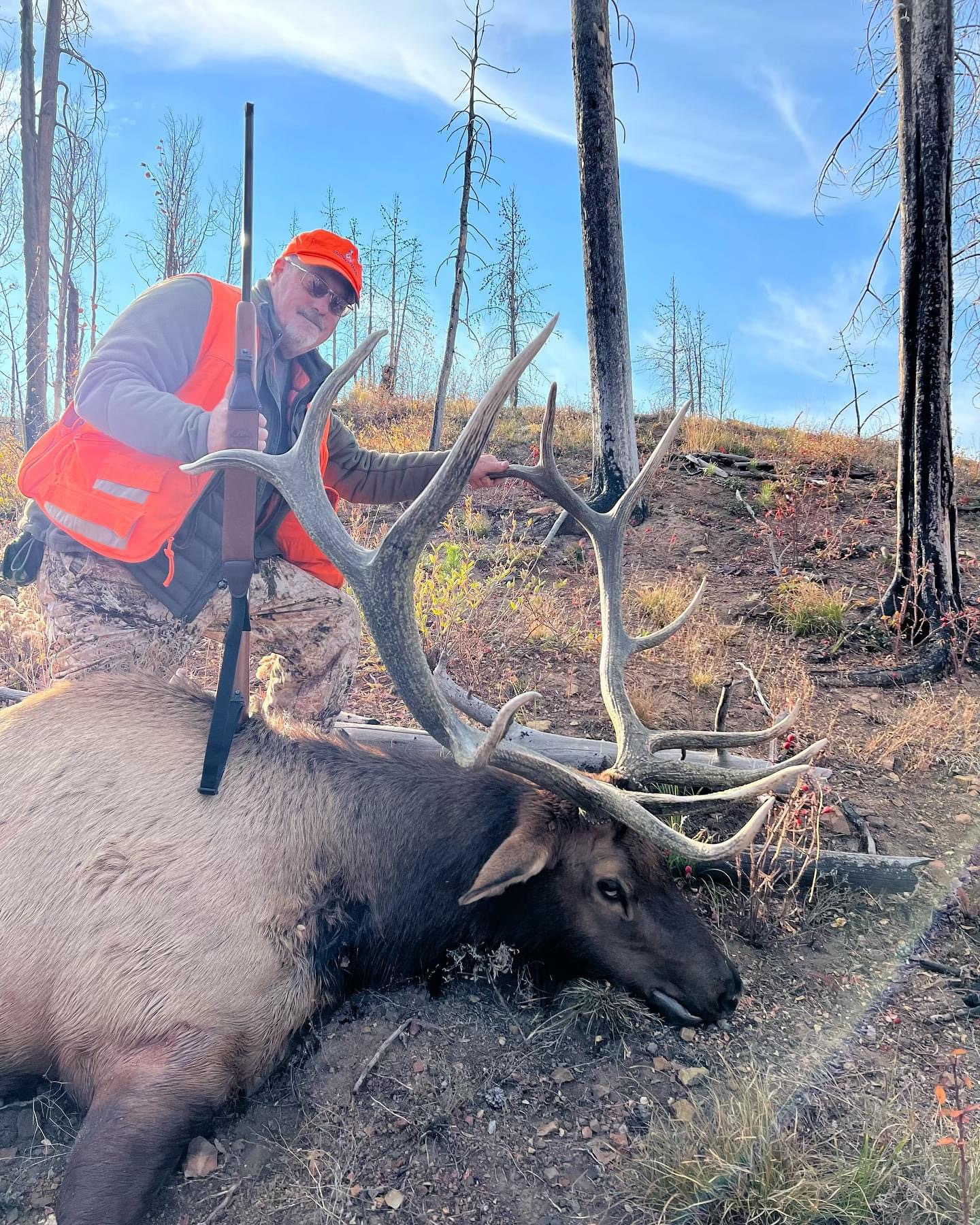 CO #75 - great Colorado bull October 2024 (1)
