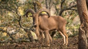 aoudad hunting - Hunt nation