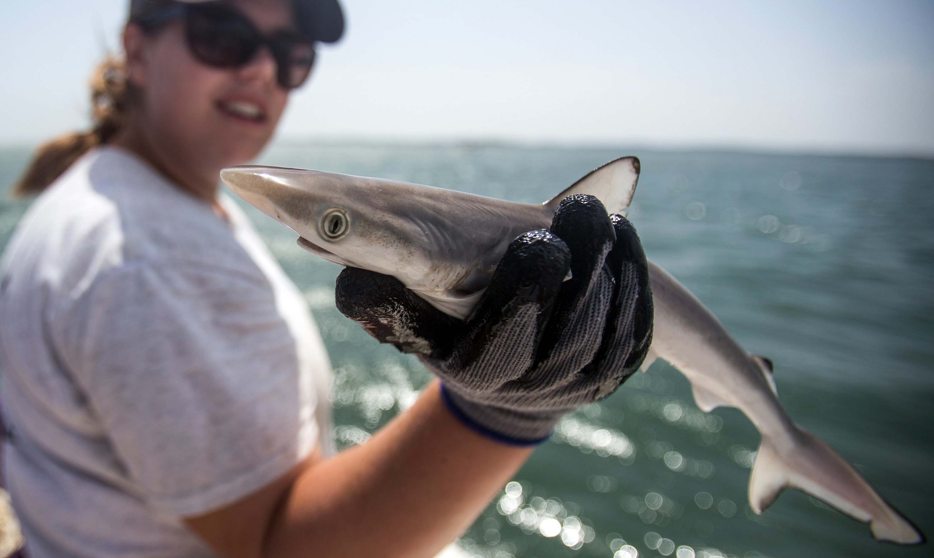 Atlantic Sharpnose Shark Atlantic Sharpnose Shark