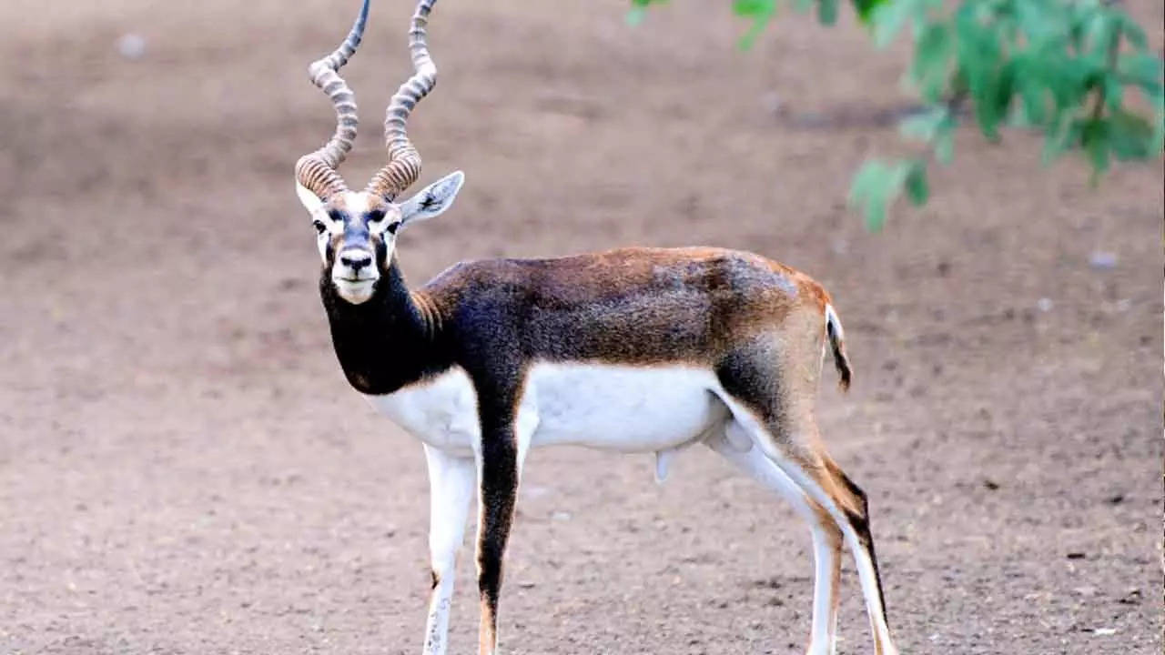 blackbuck Hunting - Hunt Nation blackbuck Hunting - Hunt Nation
