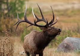 Elk Antlers - Hunt Nation Elk Antlers - Hunt Nation
