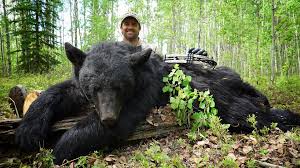 American Black Bear Hunts - Hunt Nation American Black Bear Hunts - Hunt Nation