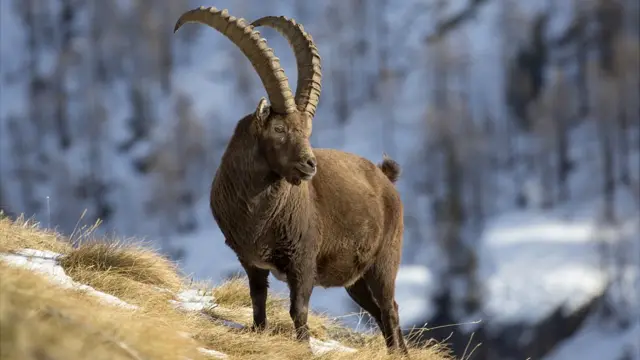 Alpine Ibex Alpine Ibex