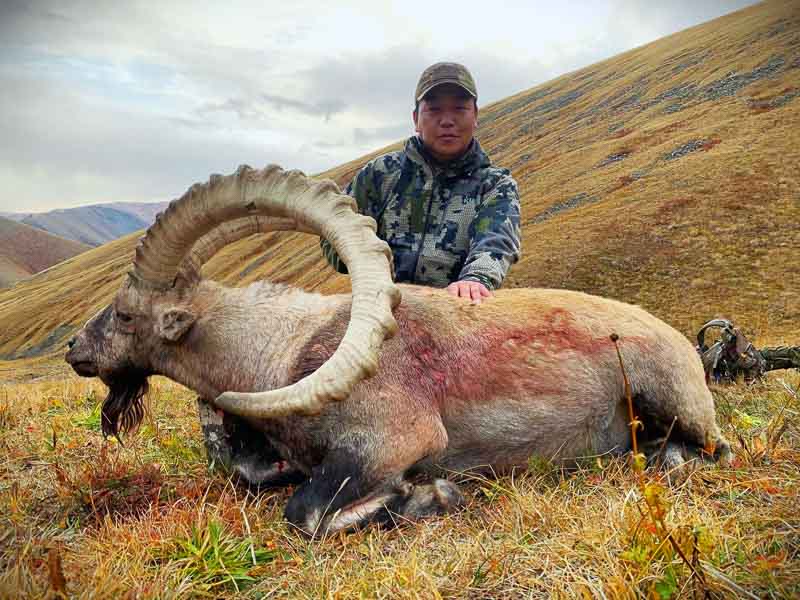 Altai Argali Altai Argali