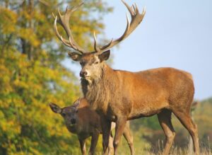 Red Deer - Hunt Nation