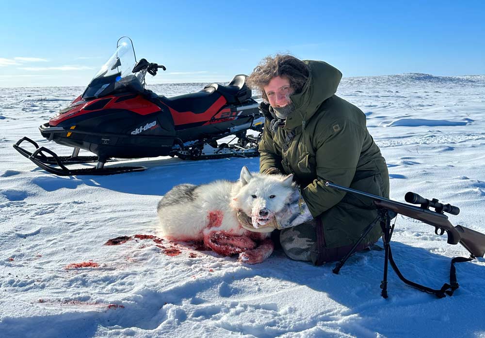 Arctic Wolf Hunting - Hunt Nation