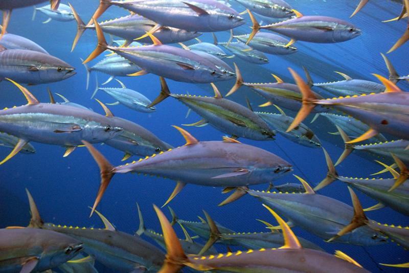 Global Range & Prime Fishing Destinations