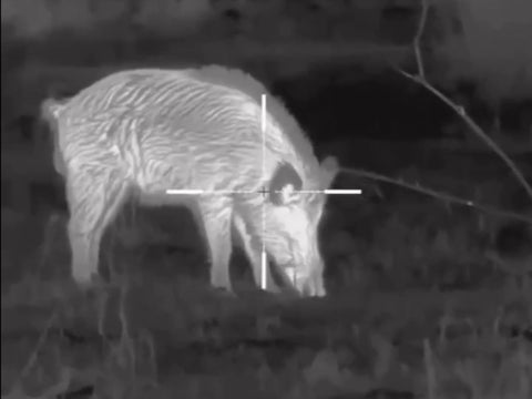 How Thermal Imaging Works for Hog Hunting - Hunt Nation How Thermal Imaging Works for Hog Hunting - Hunt Nation