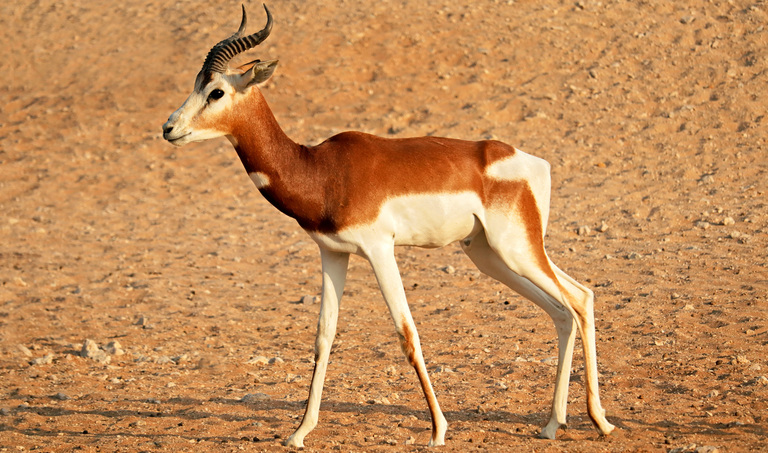 What Are Antelopes - Hunt Nation