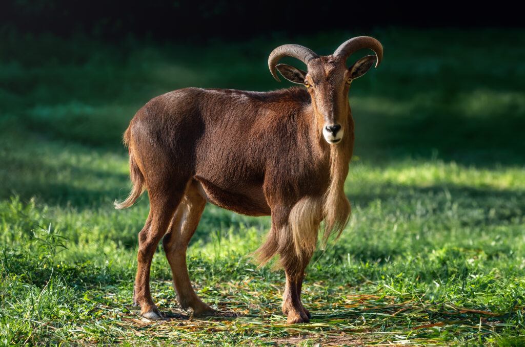 What Is an Aoudad - Hunt Nation