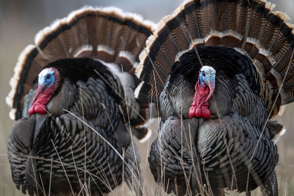 How to Hunt Wild Turkeys Effectively - Hunt Nation