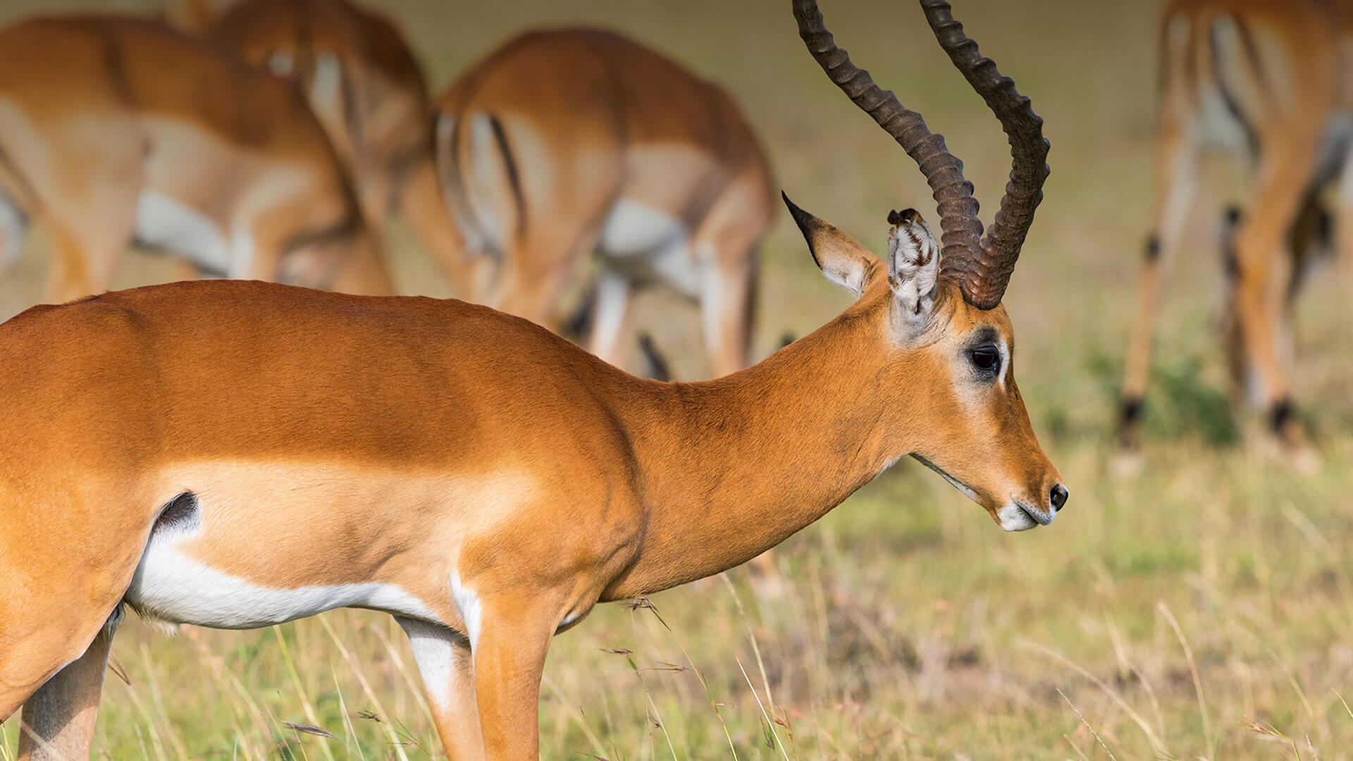 Antelope Species Hunters Commonly Pursue - Hunt Nation