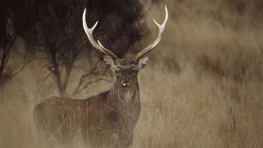 Sika deer hunting: What to hunt
