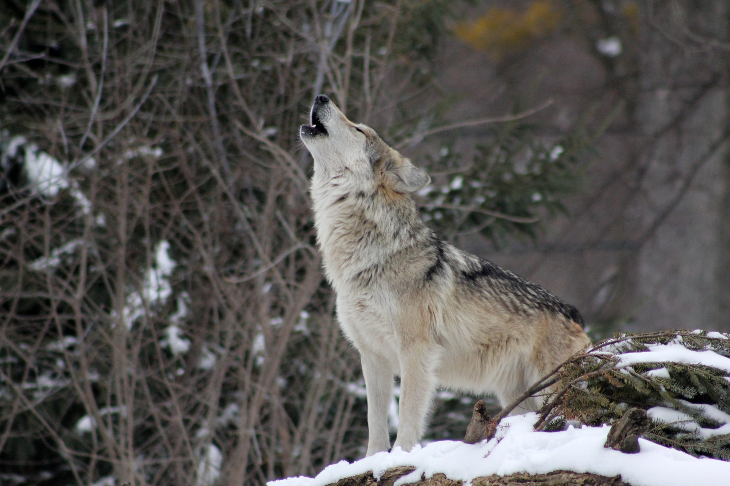 Wolves Hunting Seasons and Regulations - Hunt Nation