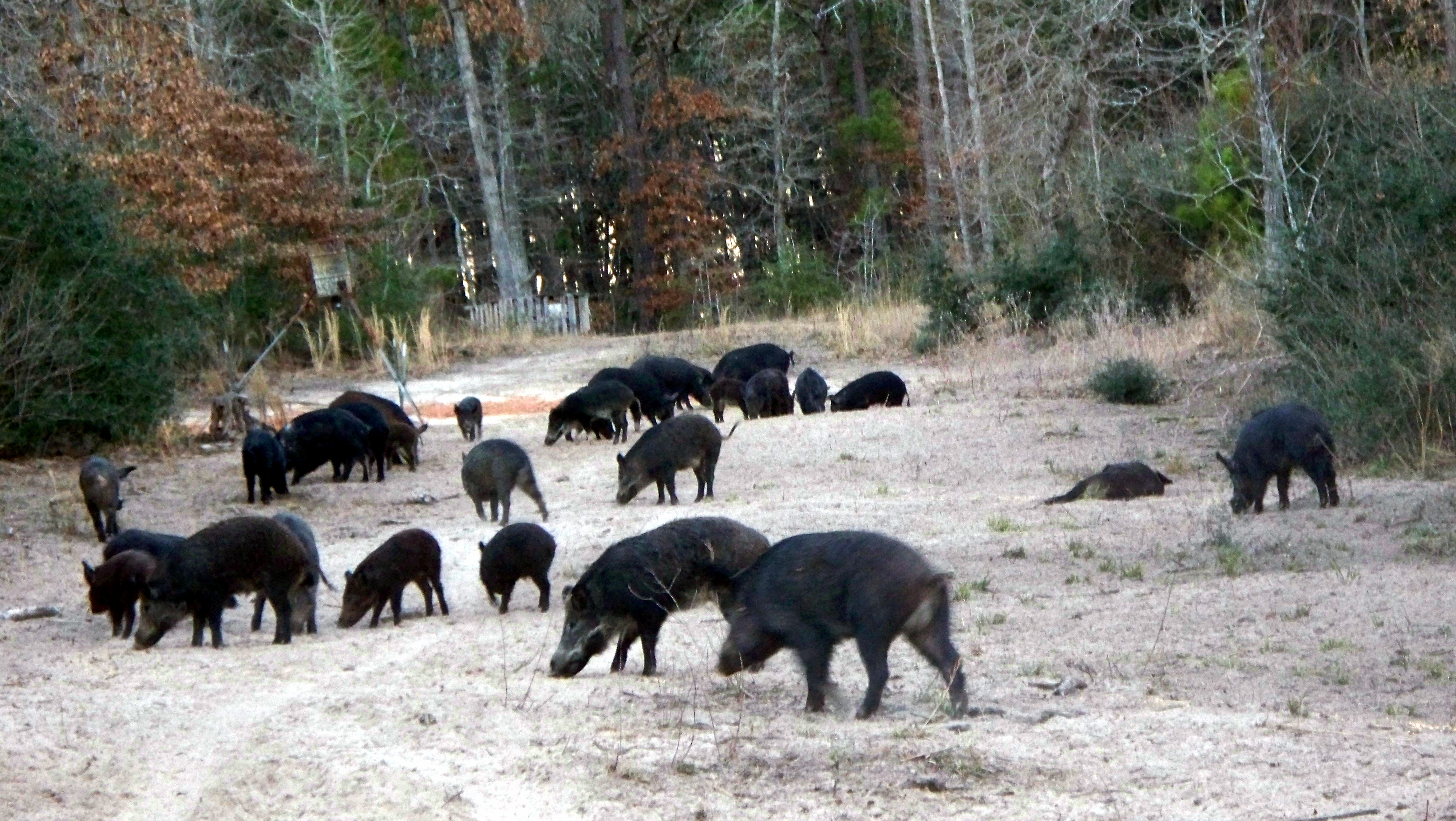 Boar Hunting - Hunt Nation Boar Hunting - Hunt Nation