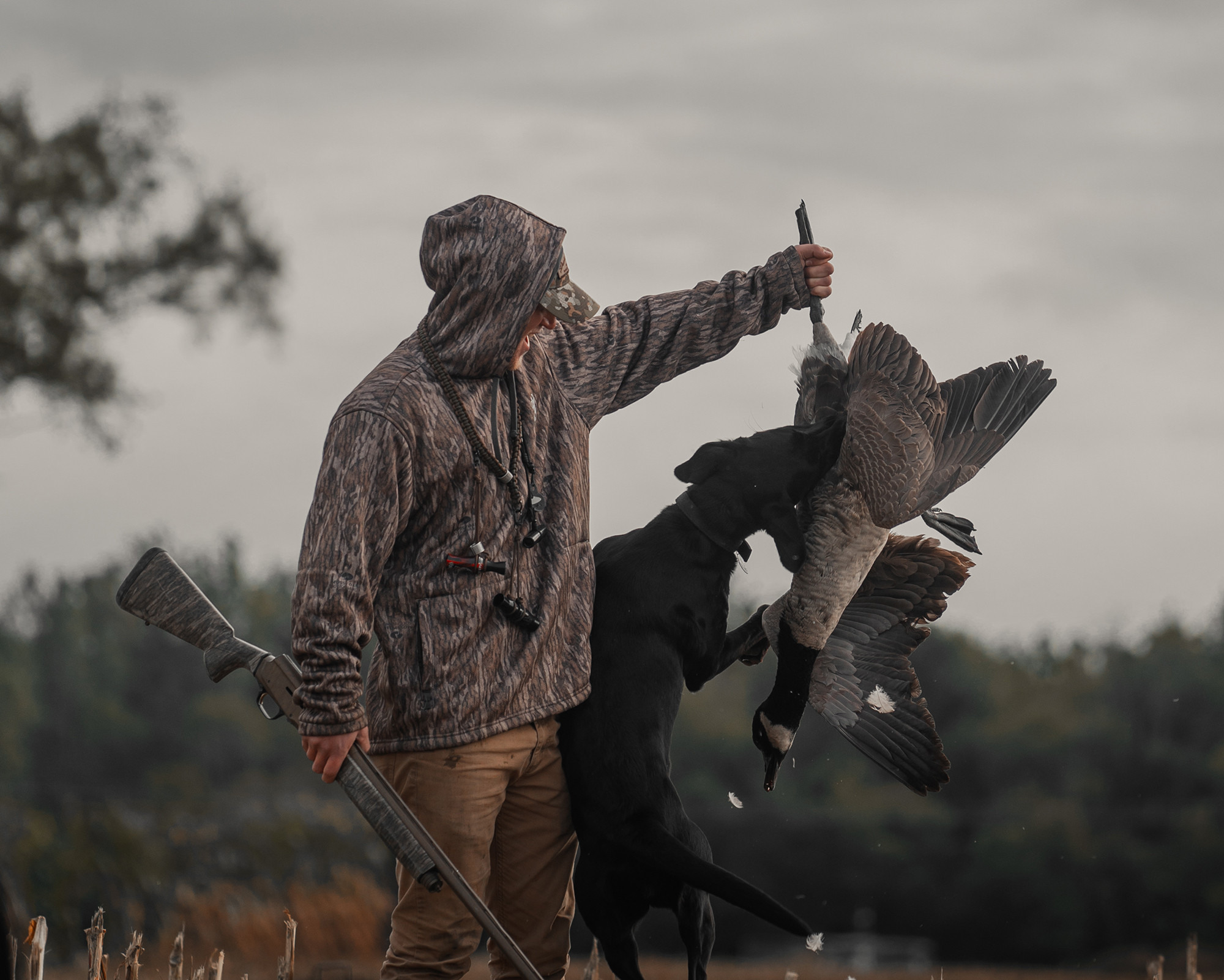 Goose hunting in popular states - Hunt Nation