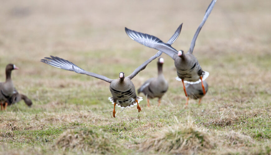 Goose Hunting - Hunt Nation