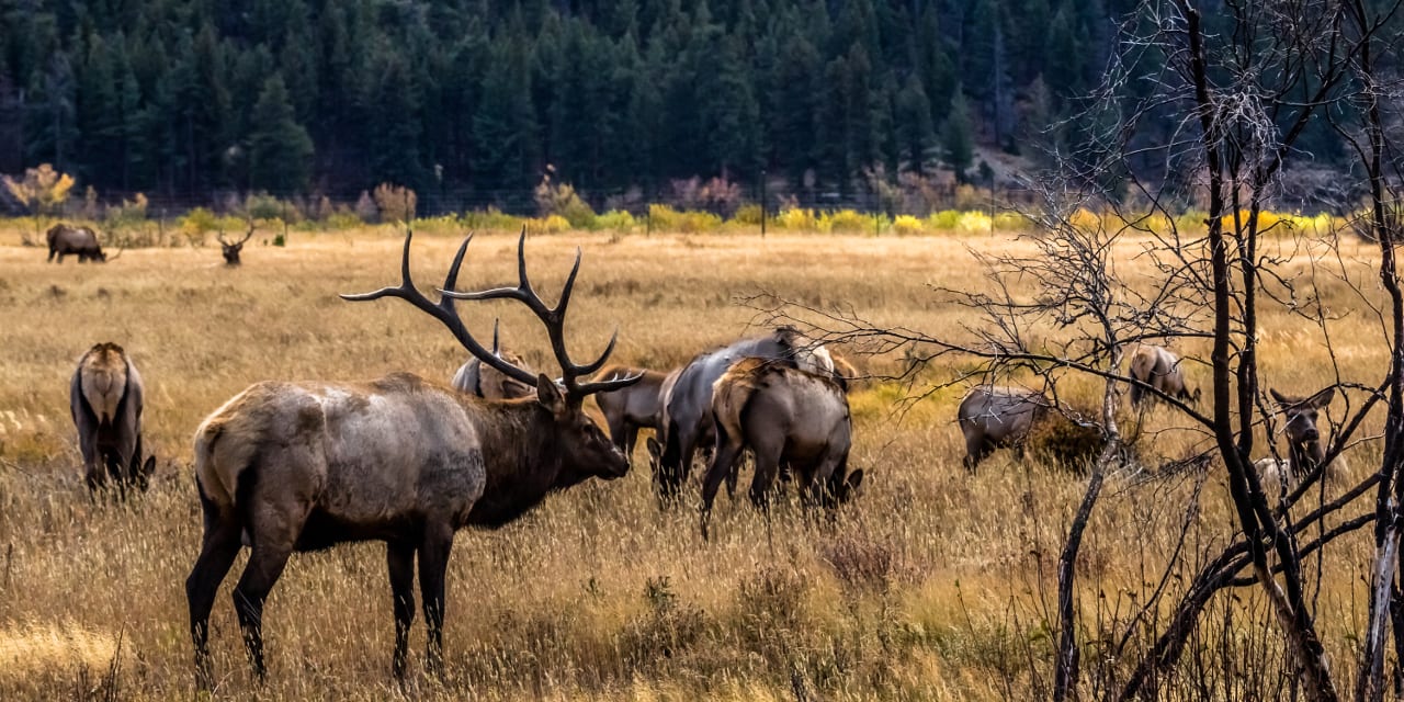 How to Hunt Elk in Colorado | Big Game Elk Hunting Seasons, Draws and ...