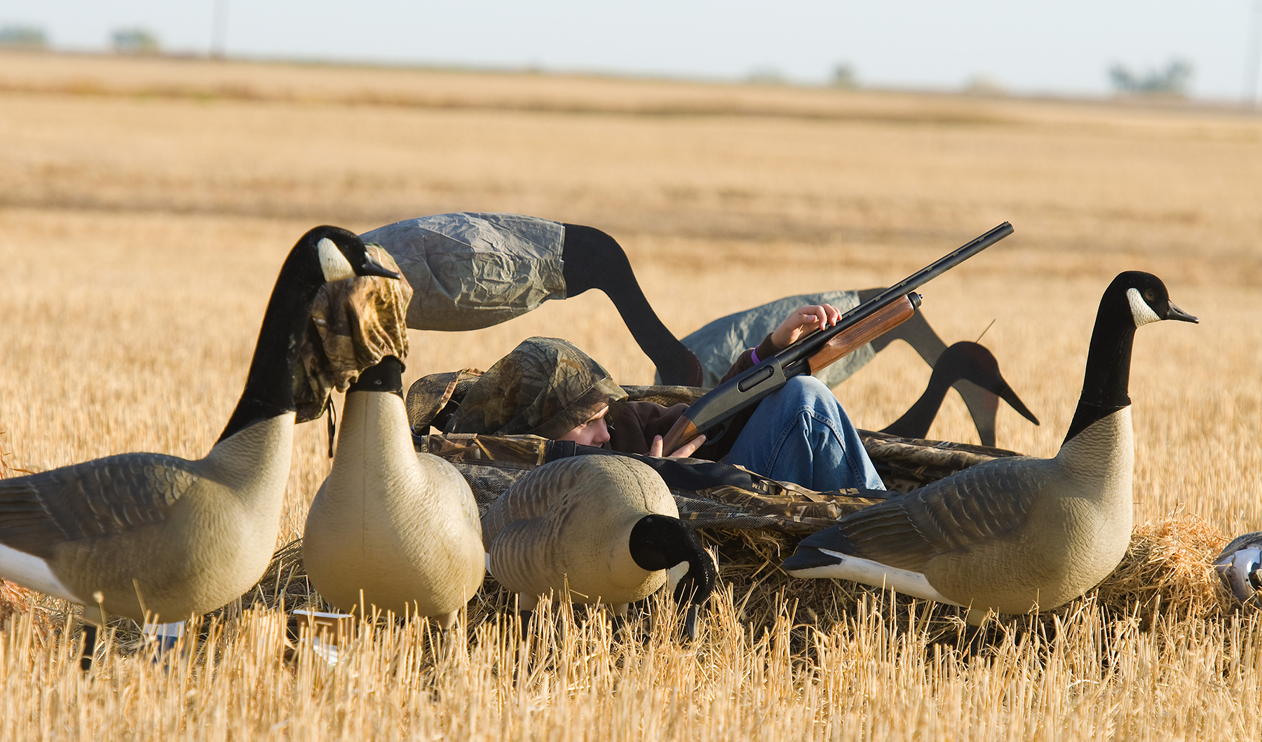 hunted goose - Hunt Nation