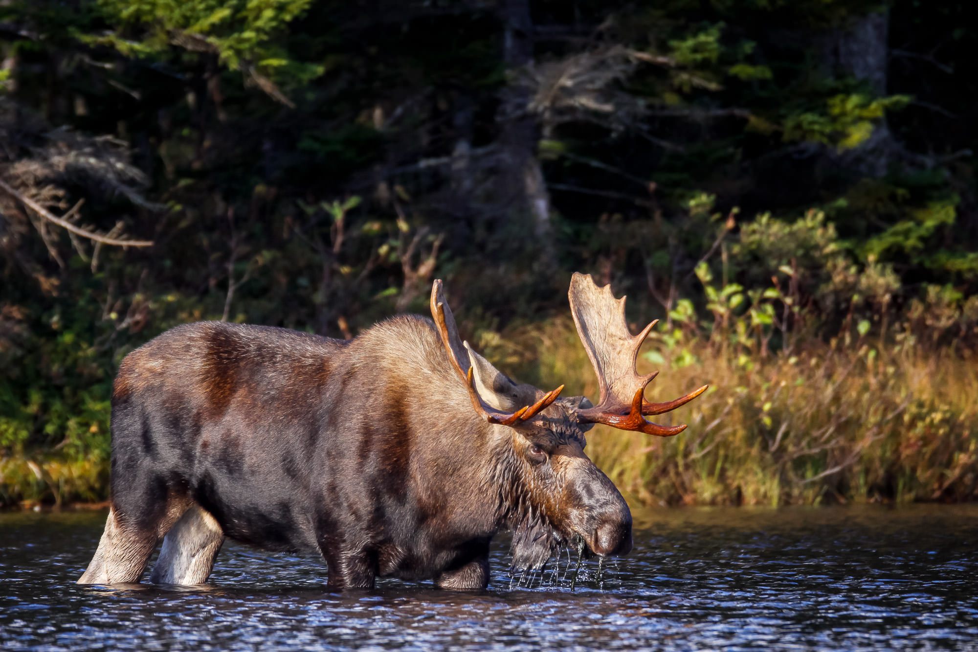 Maine Moose Hunting - Hunt Nation