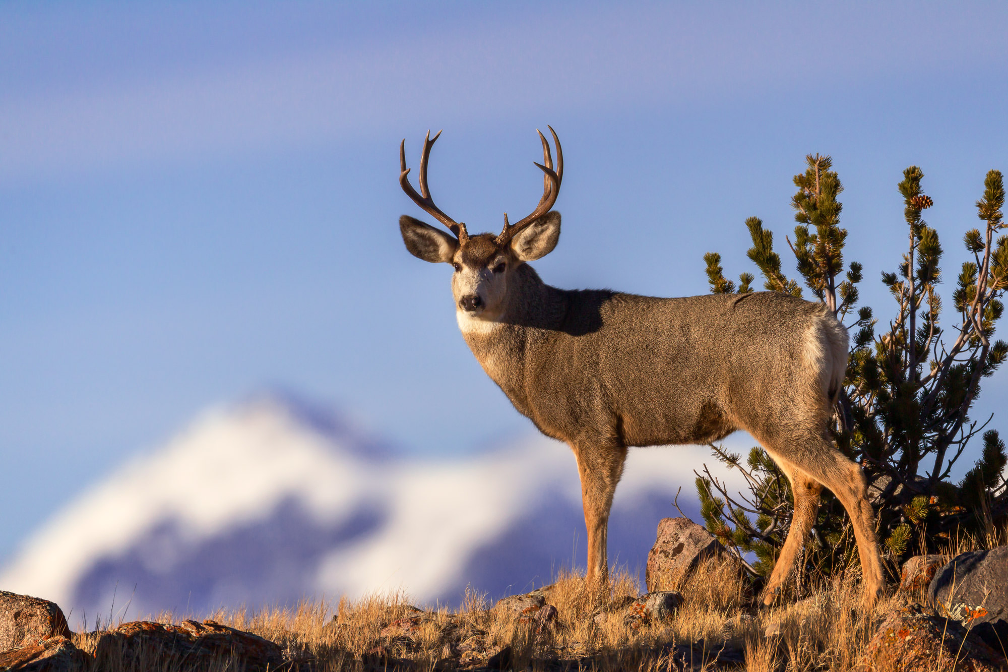 Mule Deer Hunts - Hunt Nation Mule Deer Hunts - Hunt Nation