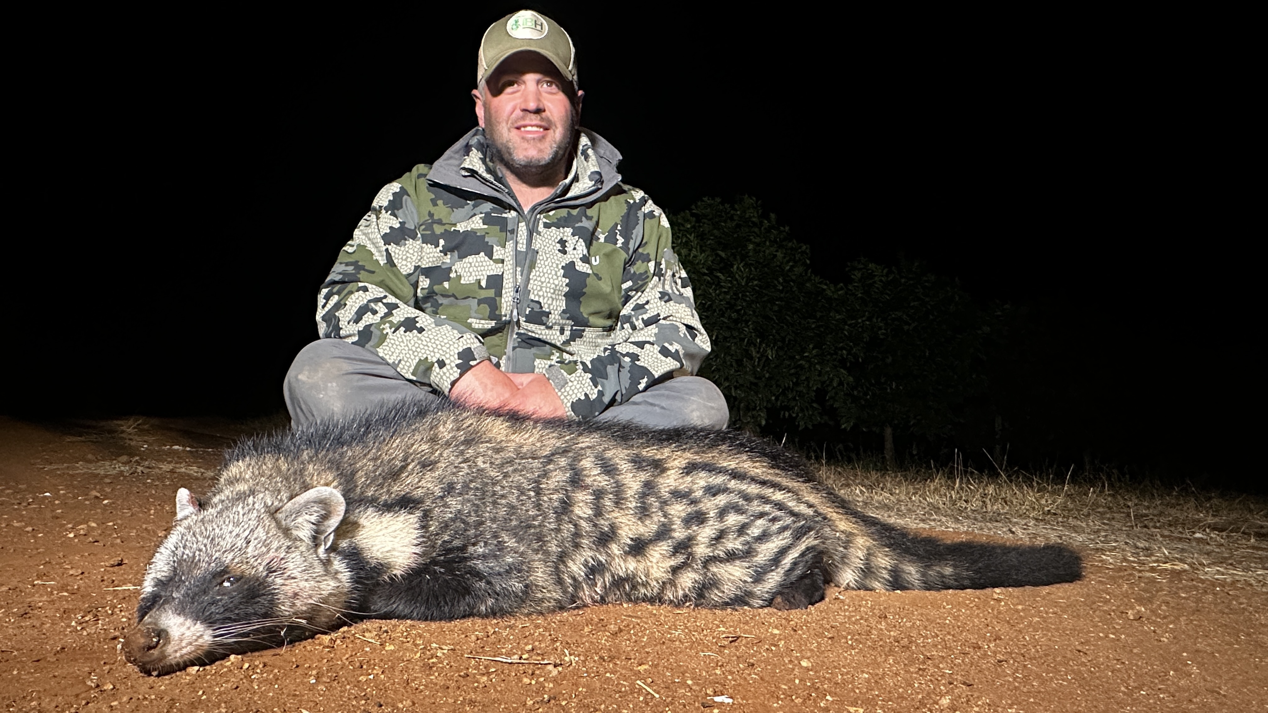 Genet Cat Hunting