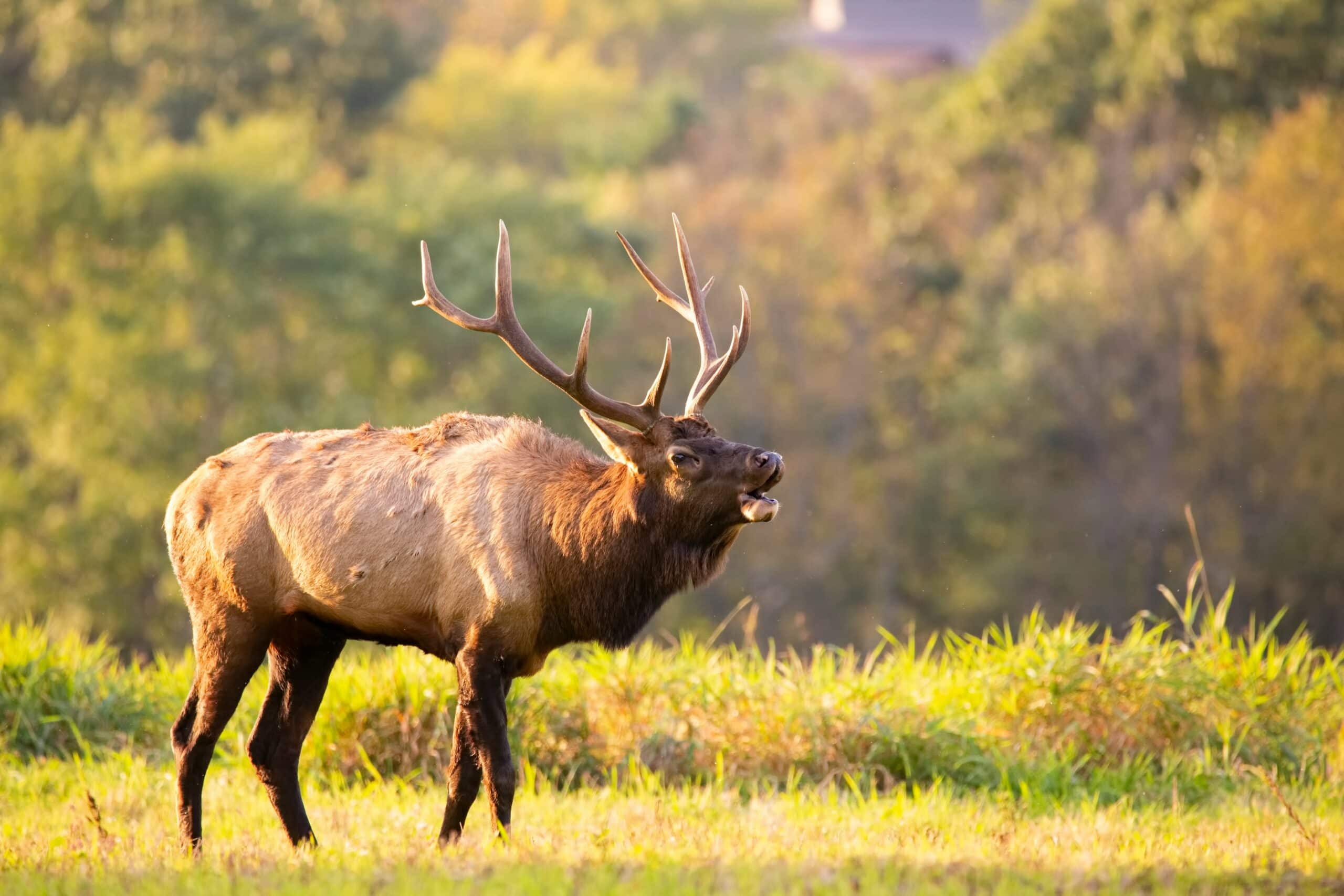 Elk Hunting in Oregon