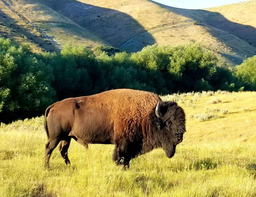 Can You Hunt Bison in the United States?