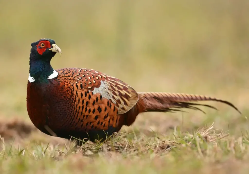 pheasant hunting