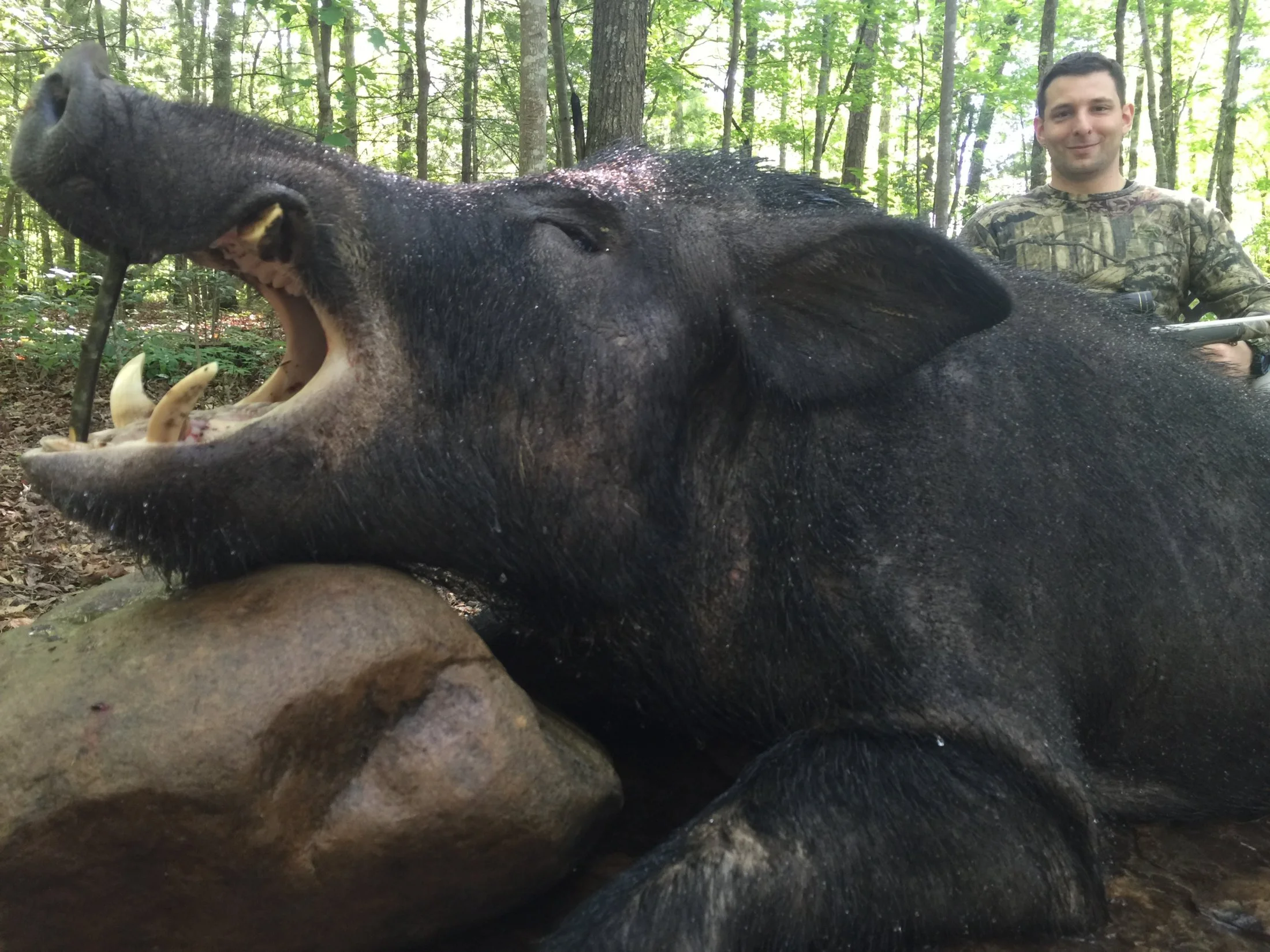 Where boar hunting is legal - Hunt Nation Where boar hunting is legal - Hunt Nation