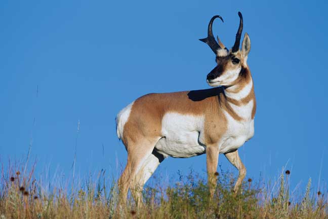 Best States for Pronghorn Hunting