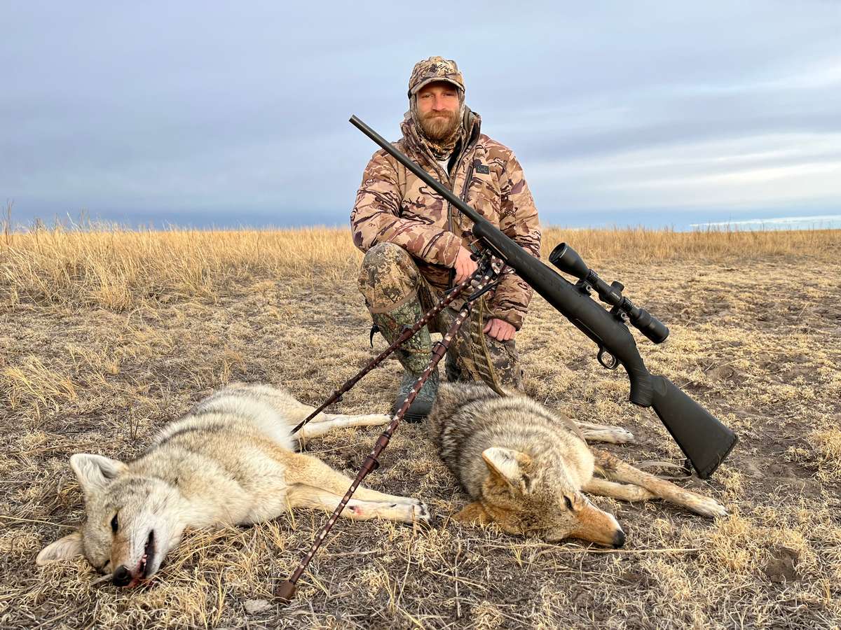 How to Hunt Coyotes Successfully - Hunt Nation How to Hunt Coyotes Successfully - Hunt Nation