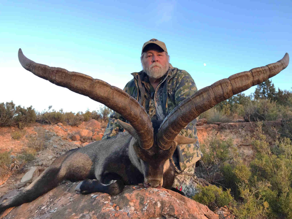 Spanish Ibex Hunting in Spain