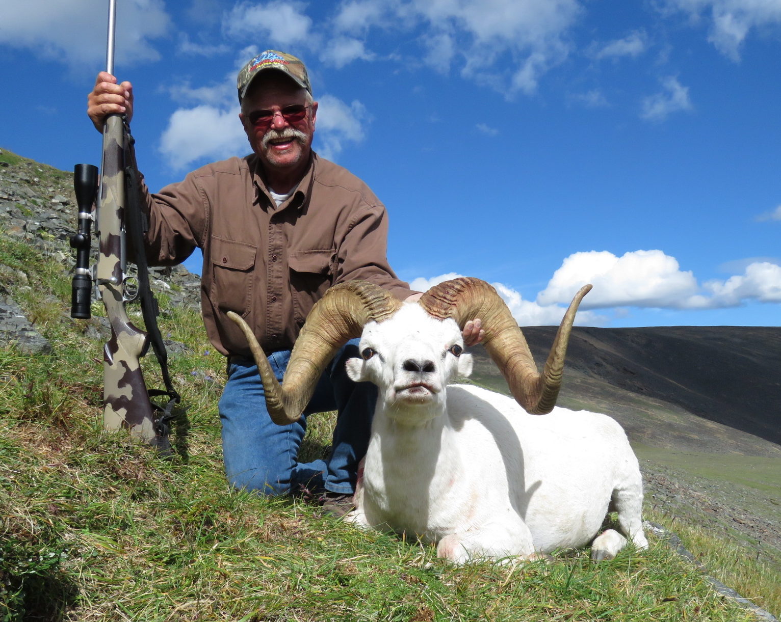 Dall Sheep