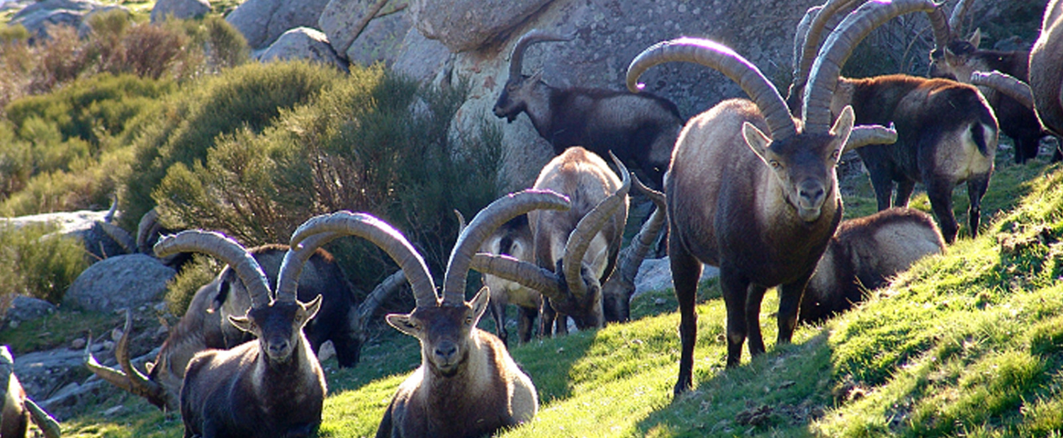 Best Time for a Sheep & Goat Hunt in Spain