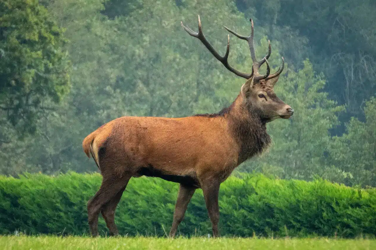 Red Deer