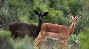 Black Impala vs Common Impala - Hunt Nation Black Impala vs Common Impala - Hunt Nation