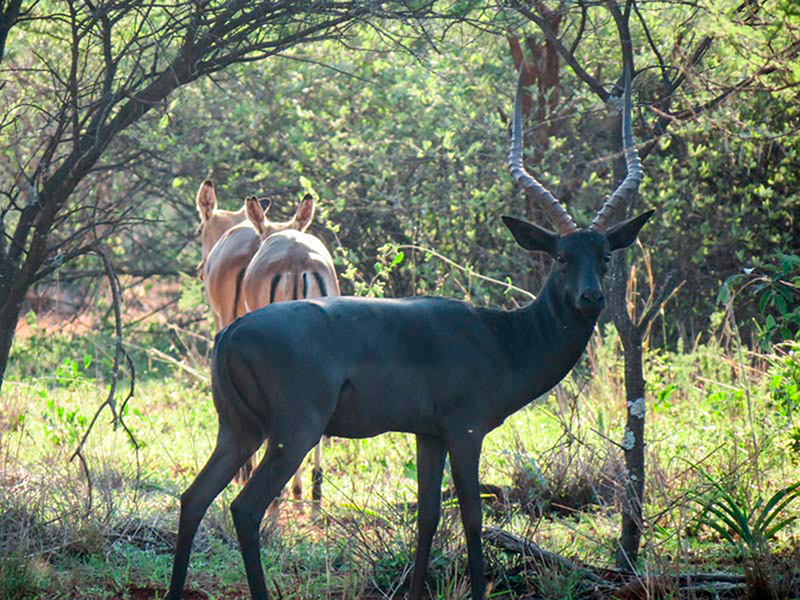 Black Impala Hunting - Hunt Nation Black Impala Hunting - Hunt Nation