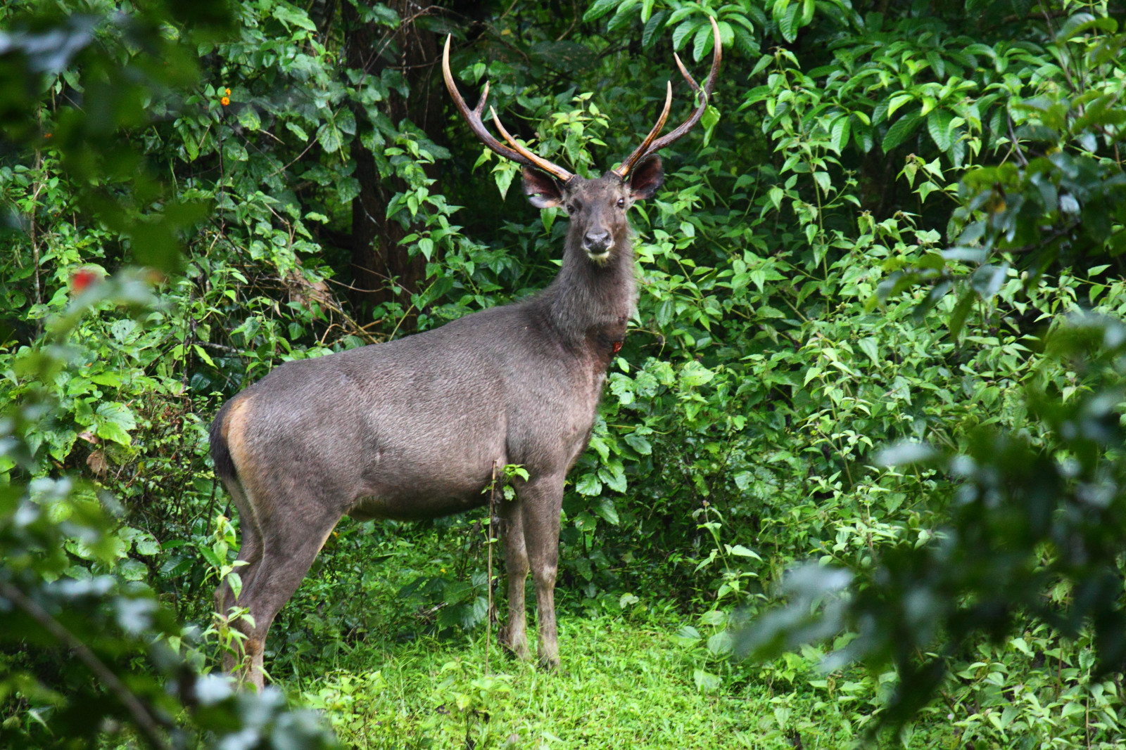 What Is a Sambar Deer - Hunt Nation What Is a Sambar Deer - Hunt Nation