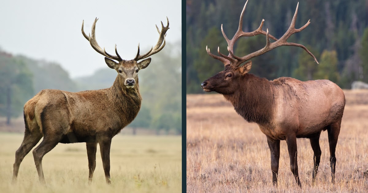 Red Deer vs Red Stag vs Elk