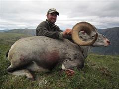 121.Full curl stone sheep