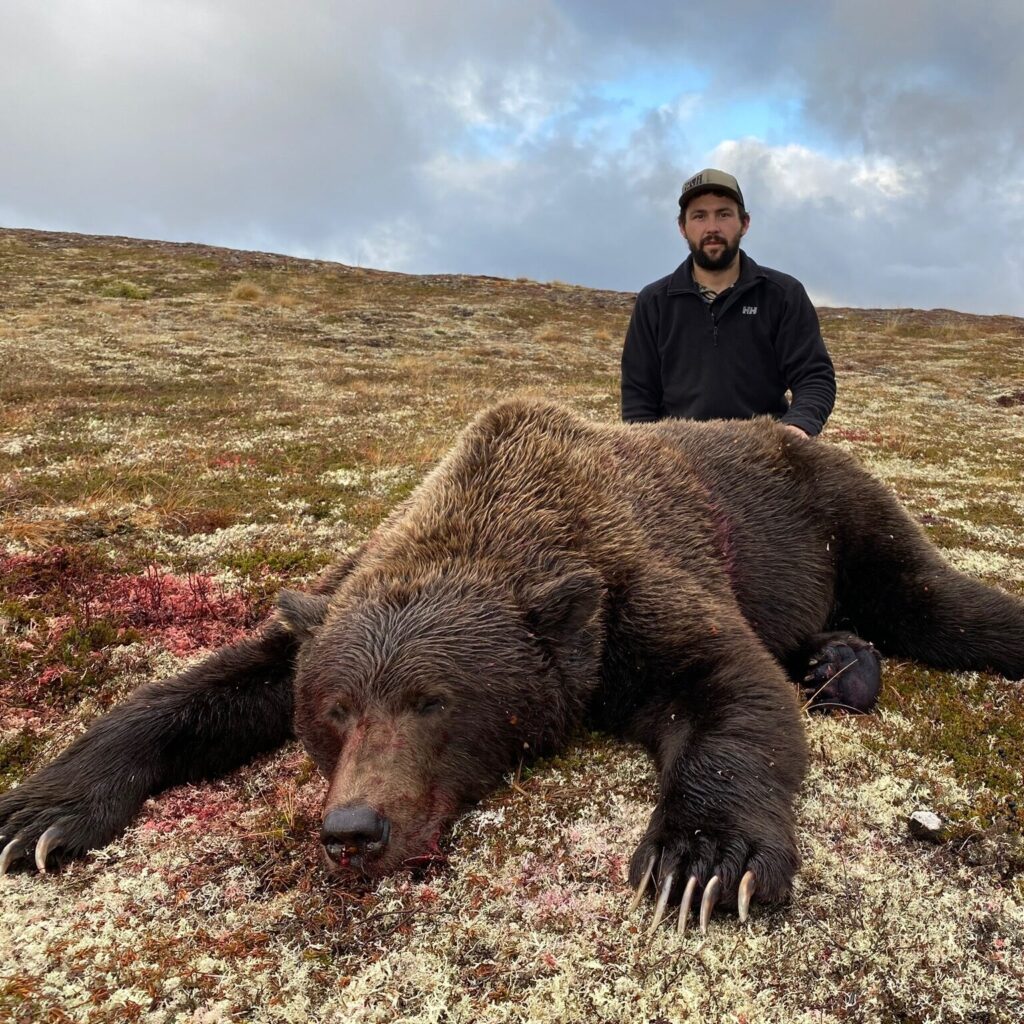 AK #155 - great brown bear